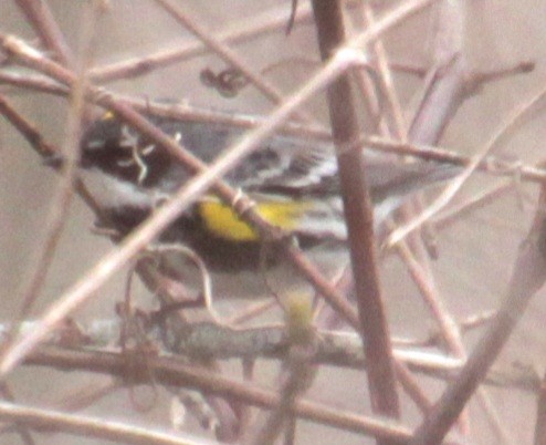 Yellow-rumped Warbler (Myrtle) - Samuel Harris