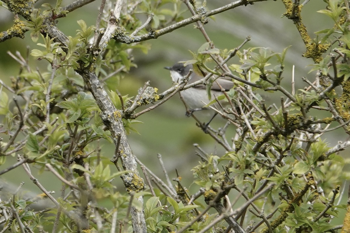 Lesser Whitethroat - ML618107095