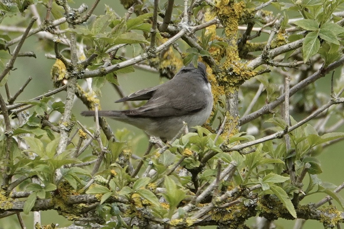 Lesser Whitethroat - ML618107096