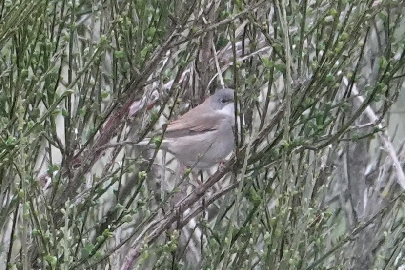 Greater Whitethroat - ML618107119