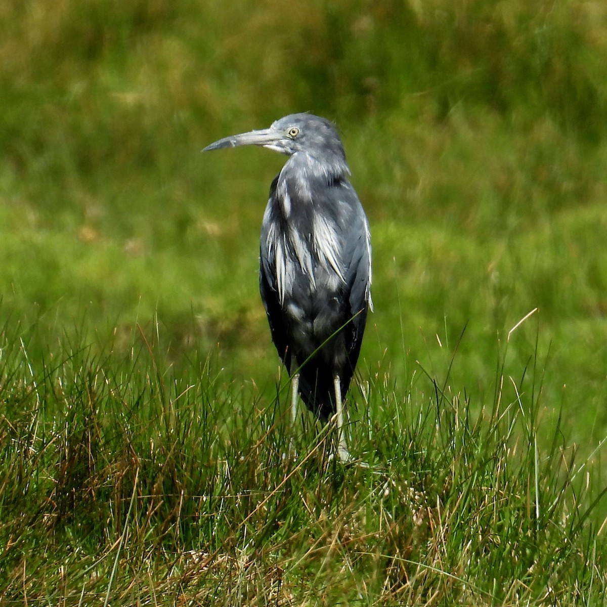 Little Blue Heron - John Sanchez