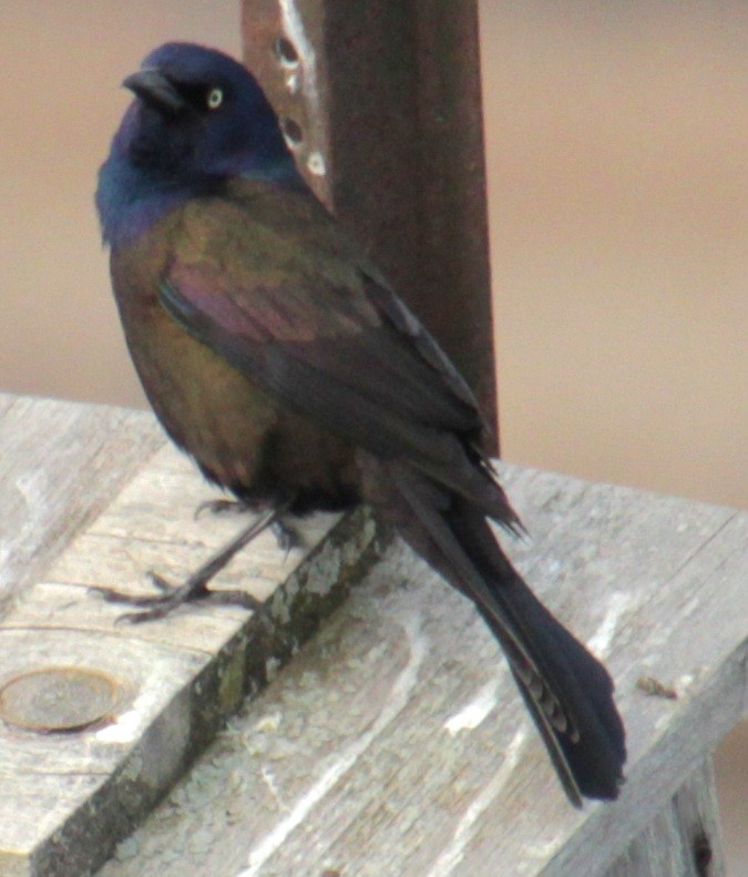 Common Grackle - Samuel Harris