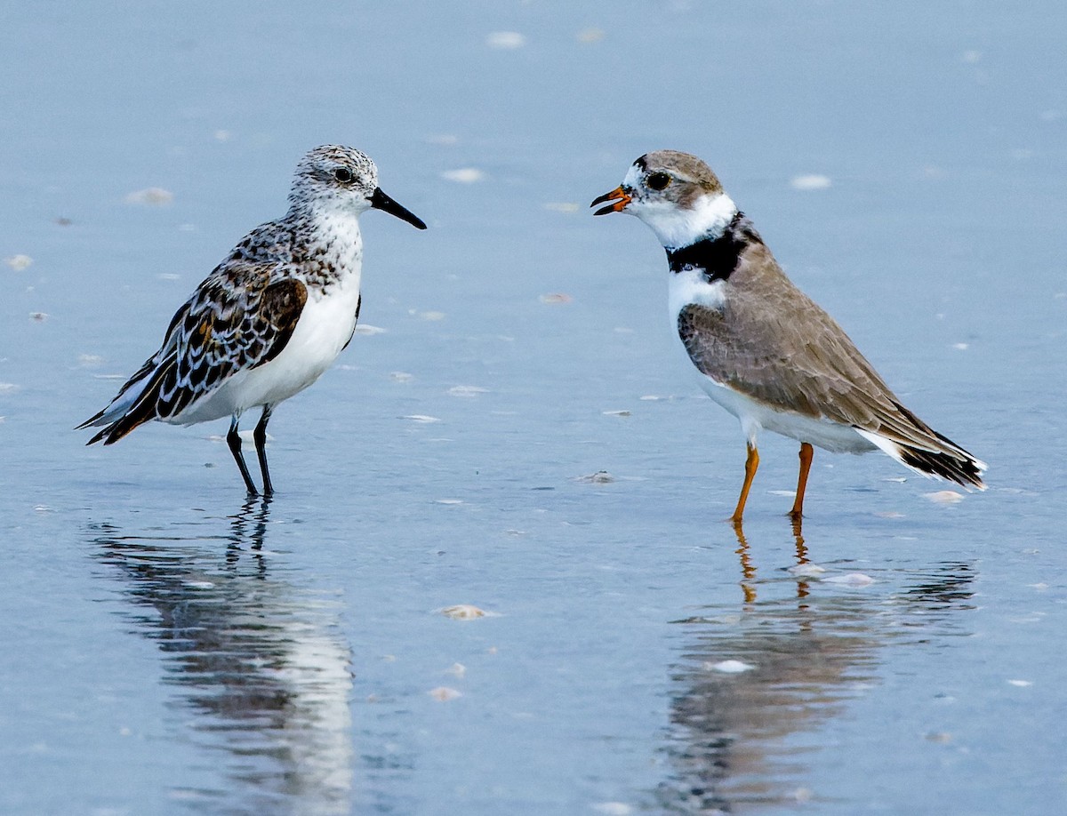 Piping Plover - ML618107126