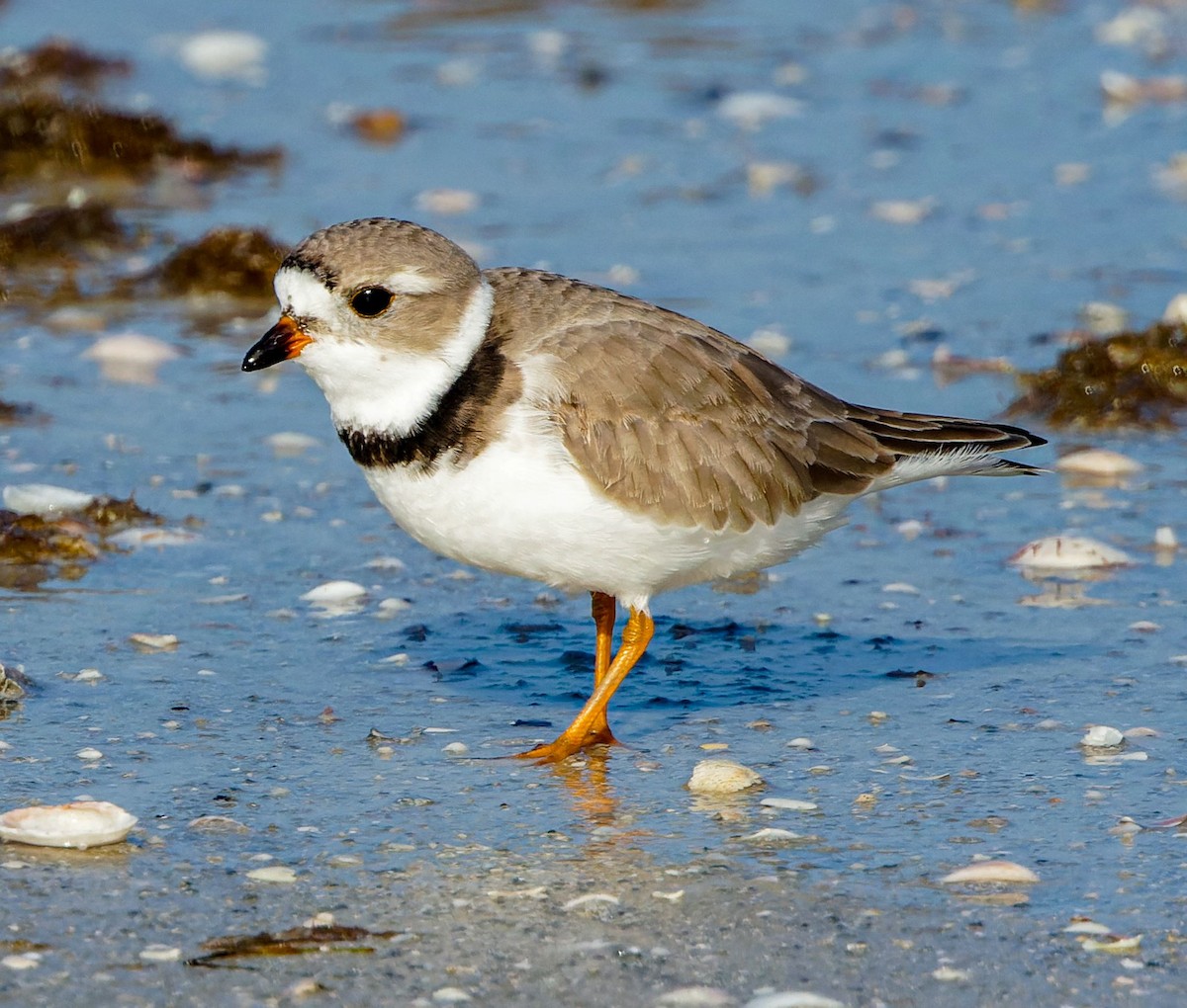 Piping Plover - ML618107127