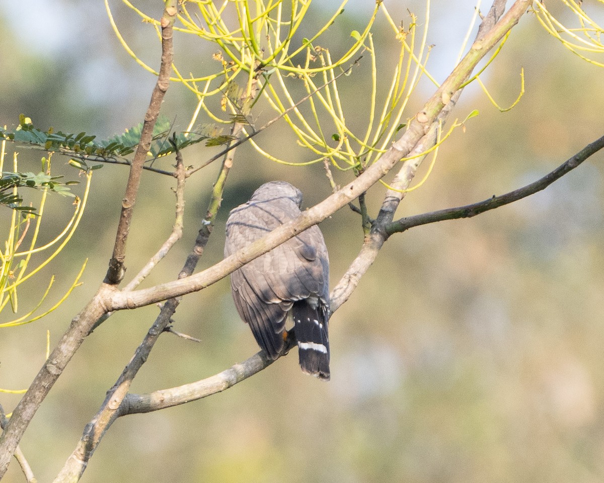 Gray Hawk - Anthony Kaduck