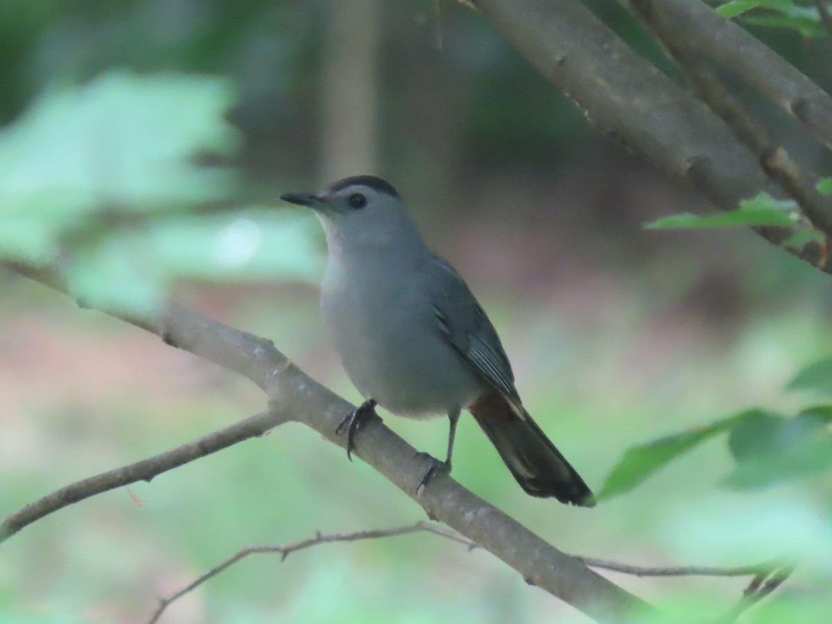 Gray Catbird - ML618107166