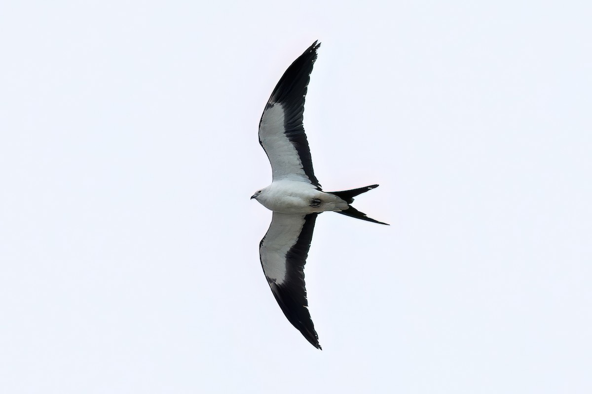 Swallow-tailed Kite - Erik Zilinek