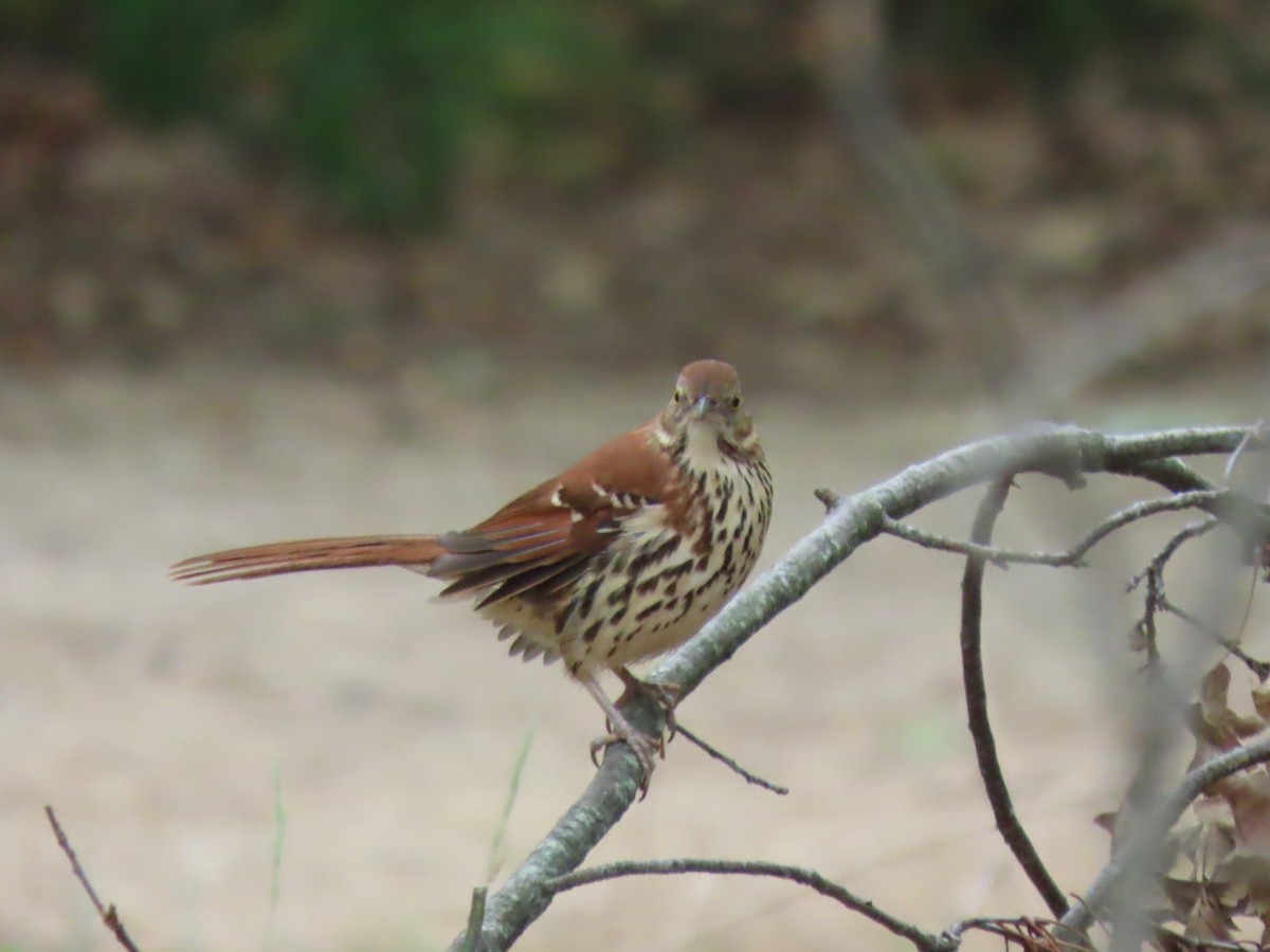 Brown Thrasher - ML618107211