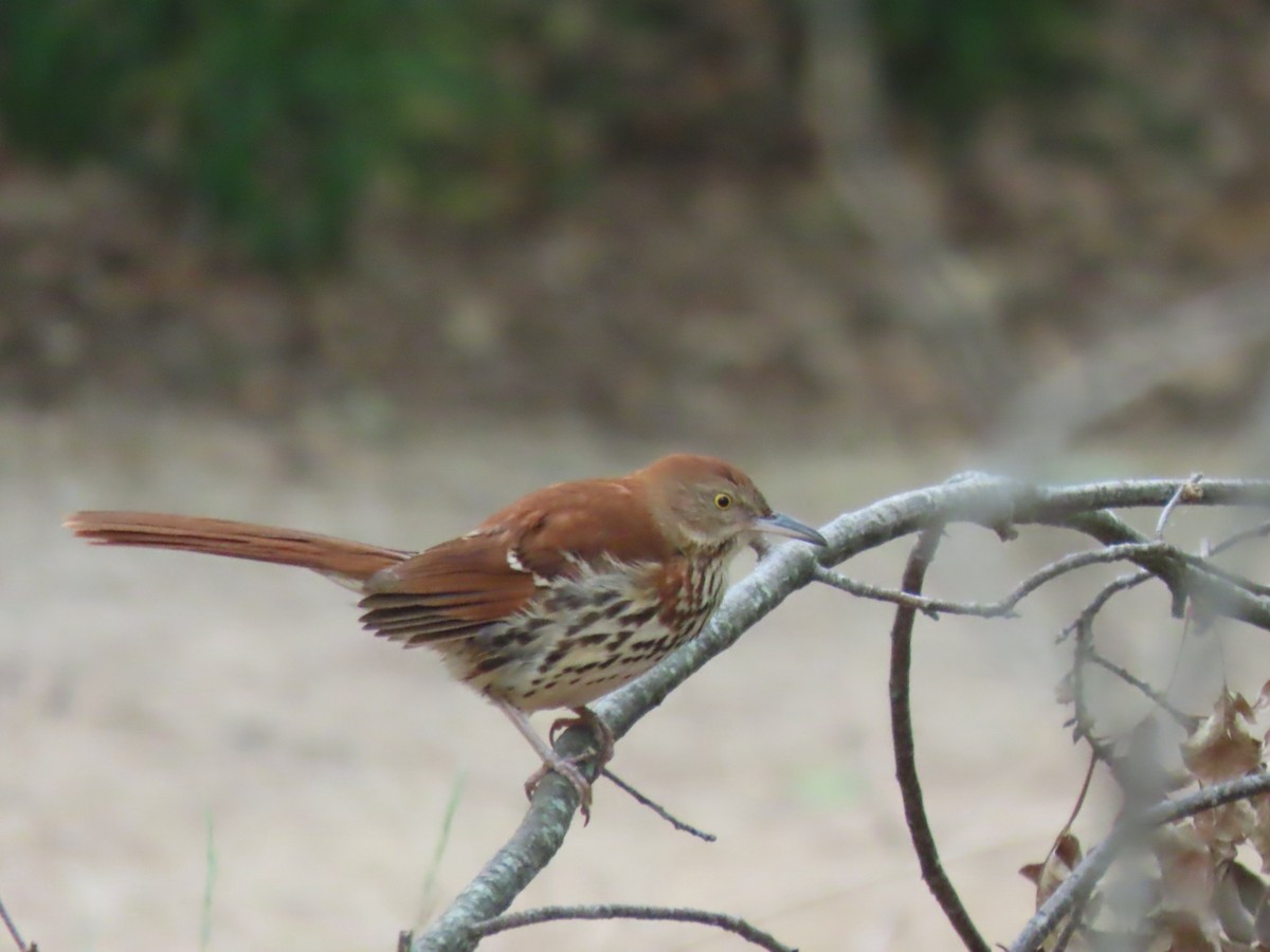 Brown Thrasher - ML618107212