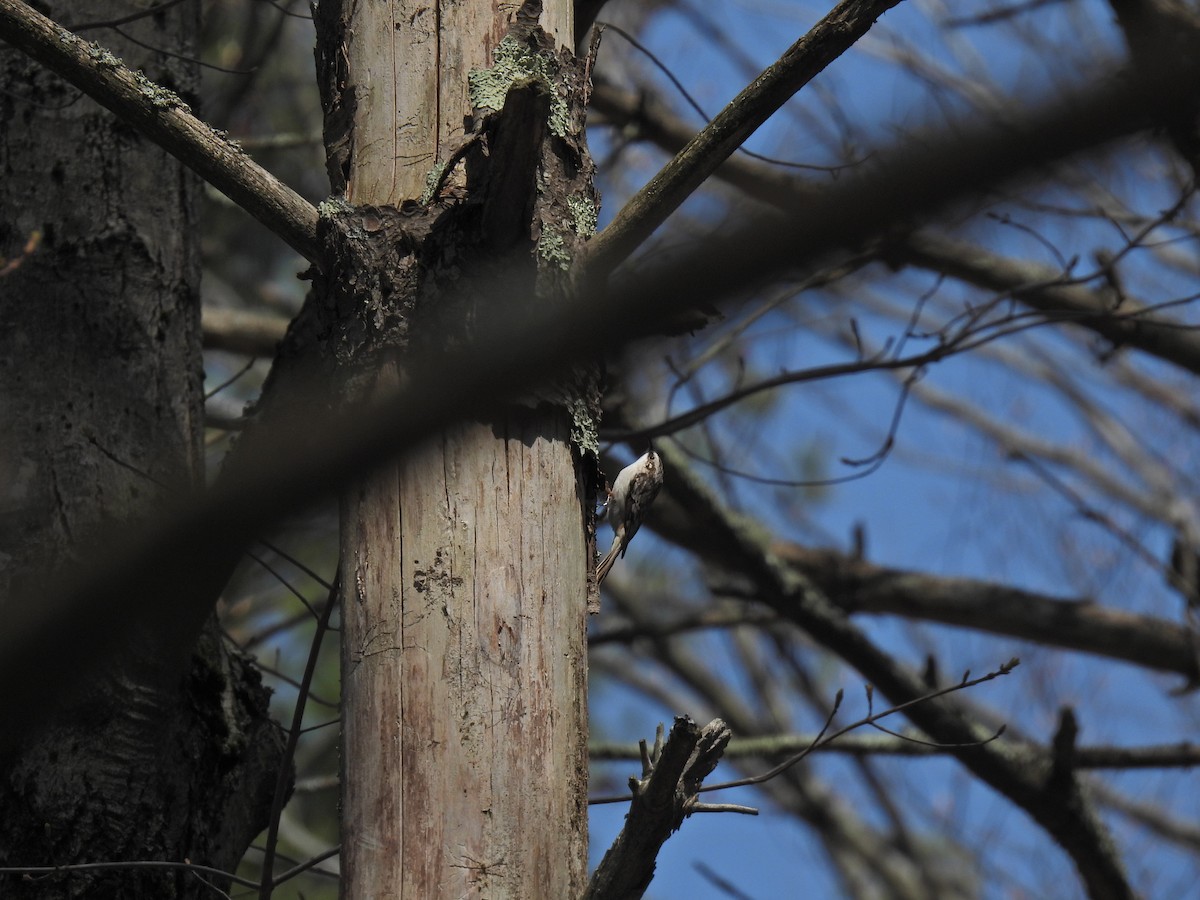 Brown Creeper - James Smith