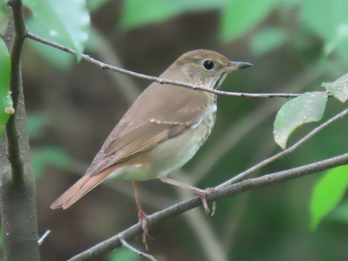 Hermit Thrush - ML618107248