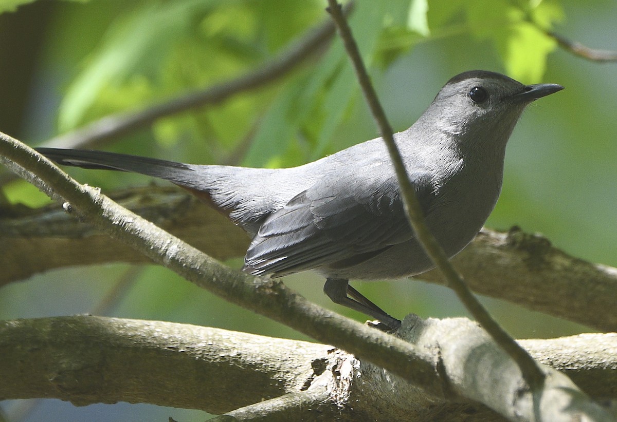 Gray Catbird - ML618107255