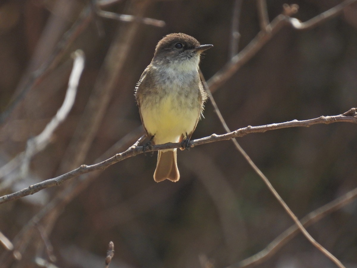 Eastern Phoebe - ML618107270