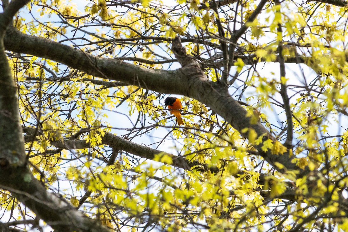 Baltimore Oriole - Shiloh S