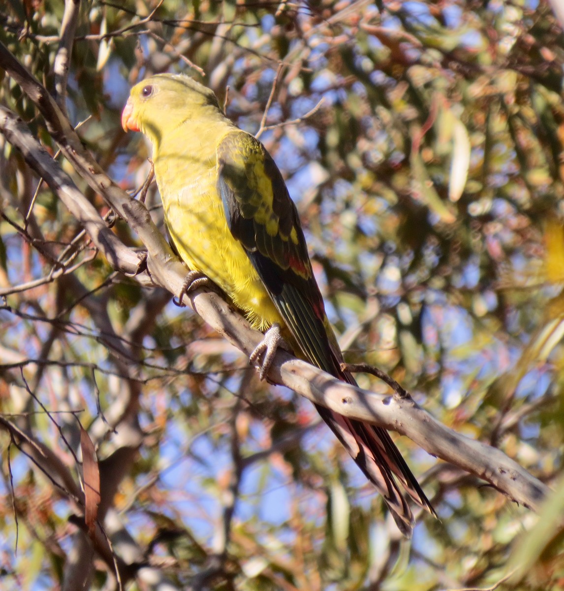 Regent Parrot - ML618107317