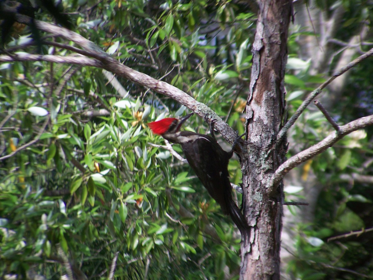 Pileated Woodpecker - Sophia Haakman