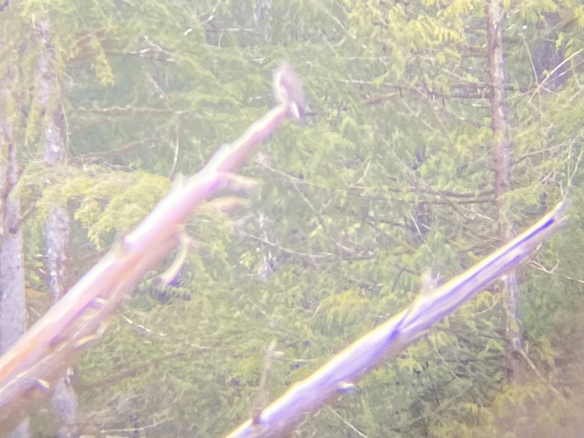 Olive-sided Flycatcher - ML618107328