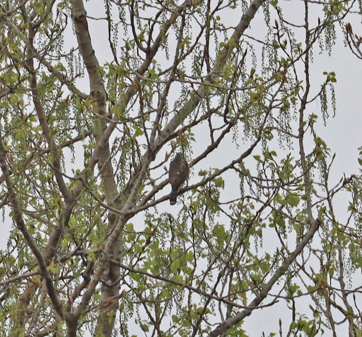 Sharp-shinned Hawk - Joe Woyma