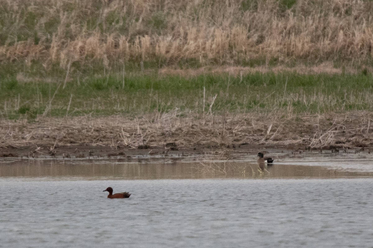 American Wigeon - Rebecca Seago