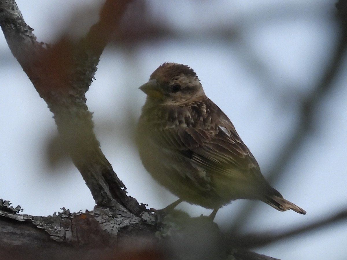 Cirl Bunting - Scott Fox