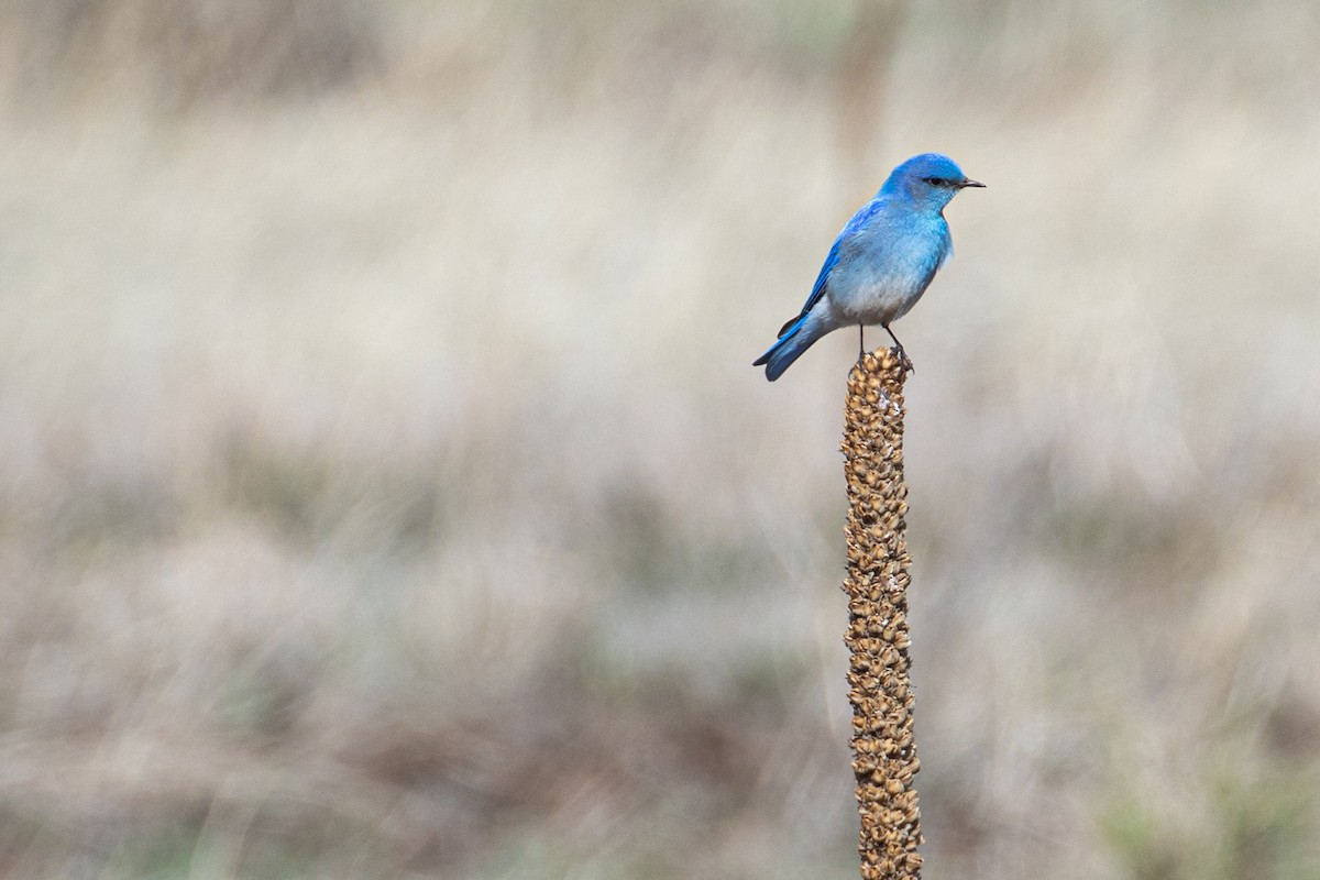 Mountain Bluebird - Garrett Little