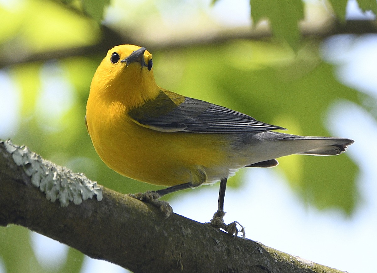 Prothonotary Warbler - Igor Sokolov