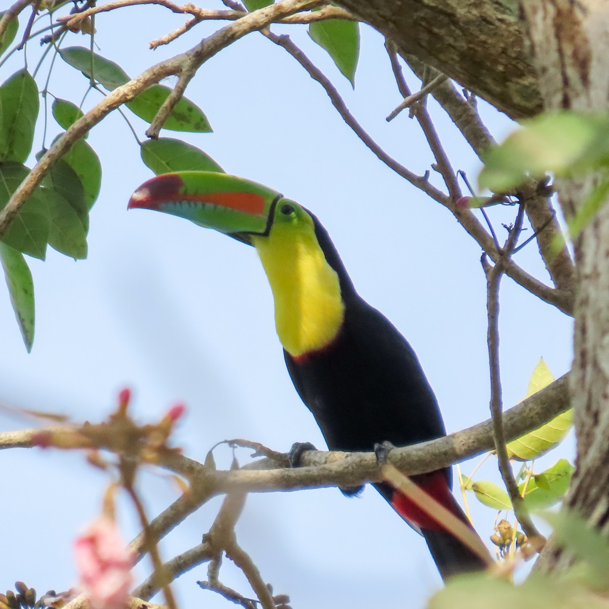 Keel-billed Toucan - ML618107389