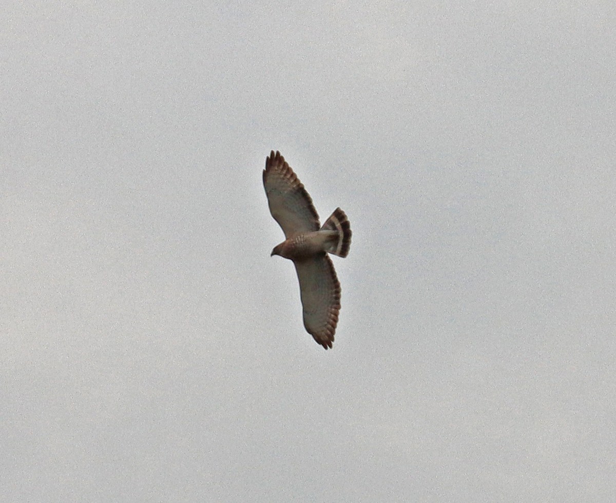 Broad-winged Hawk - Joe Woyma