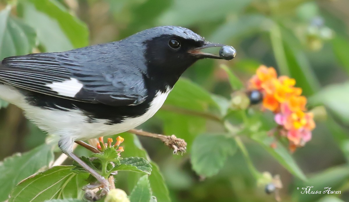 Black-throated Blue Warbler - ML618107421