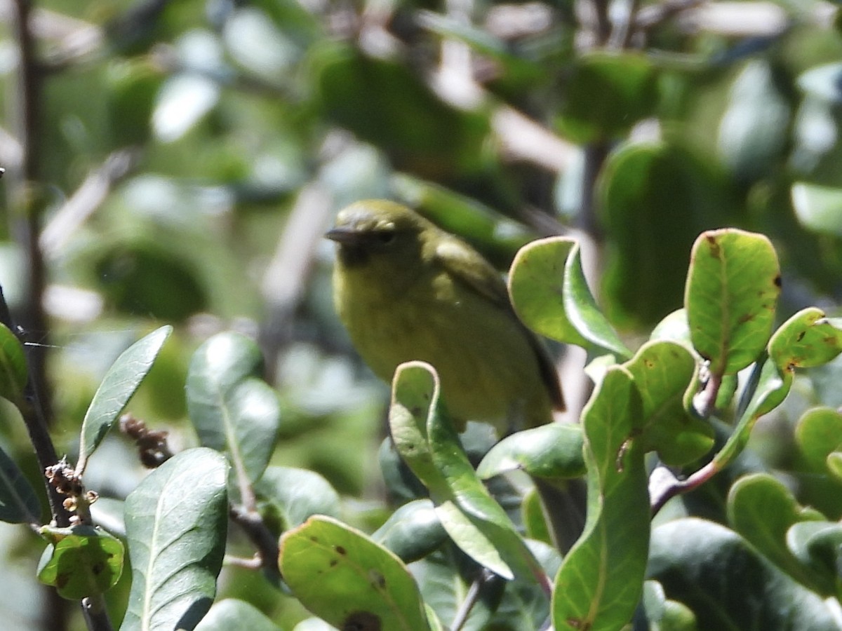 Orange-crowned Warbler - ML618107428