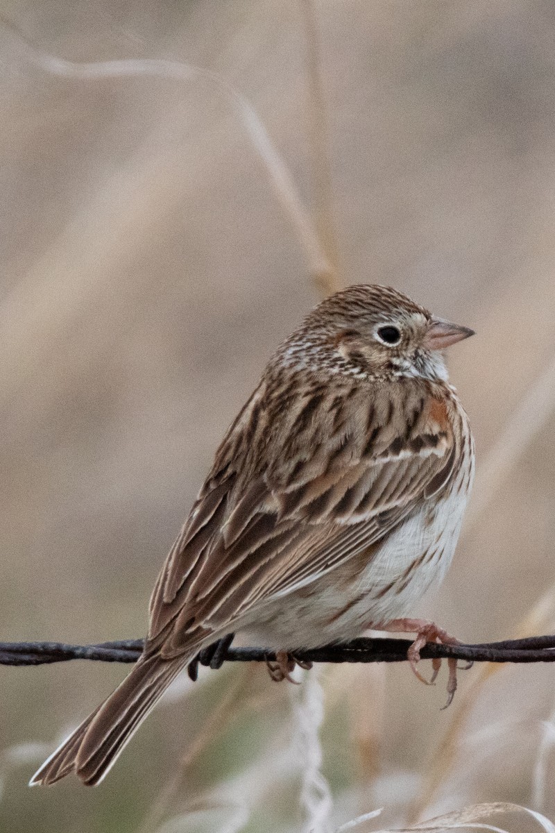 Vesper Sparrow - Rebecca Seago