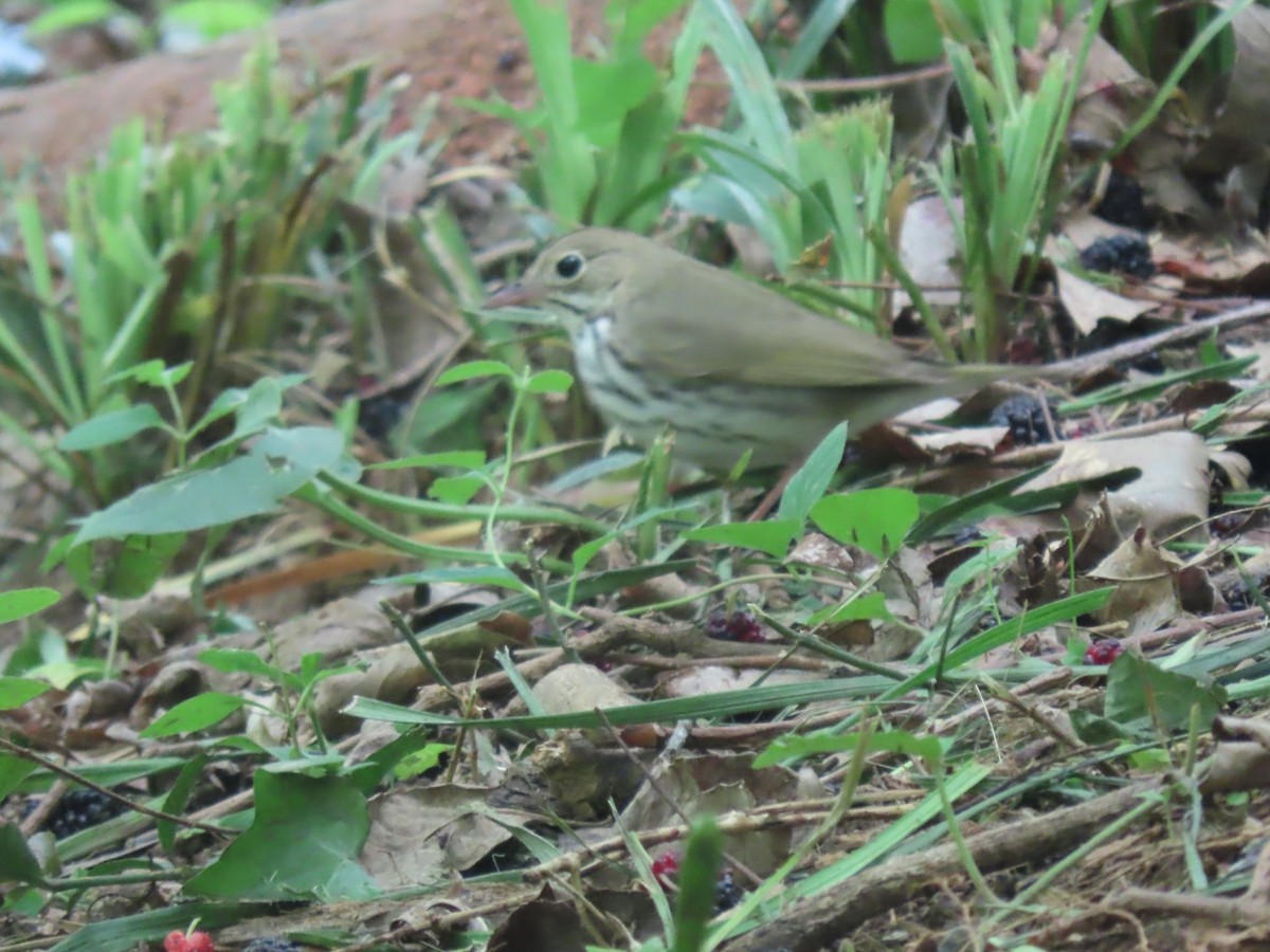 Ovenbird - ML618107442