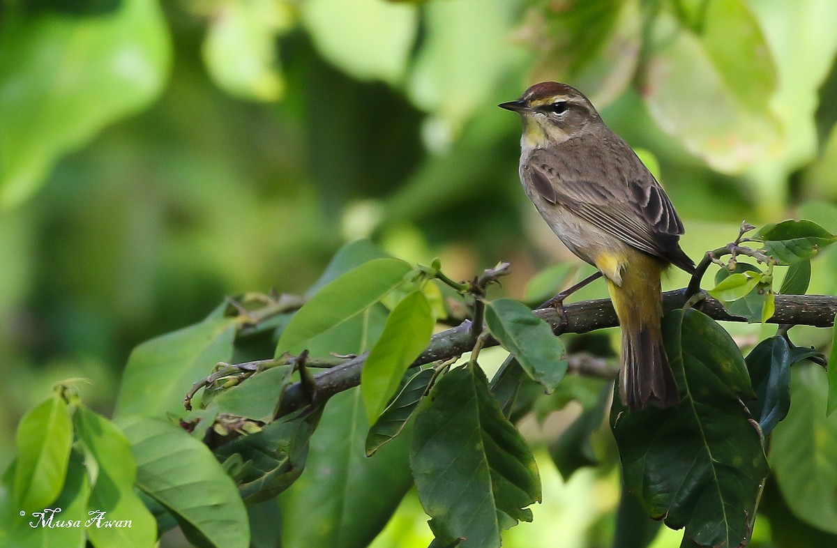 Palm Warbler - ML618107445