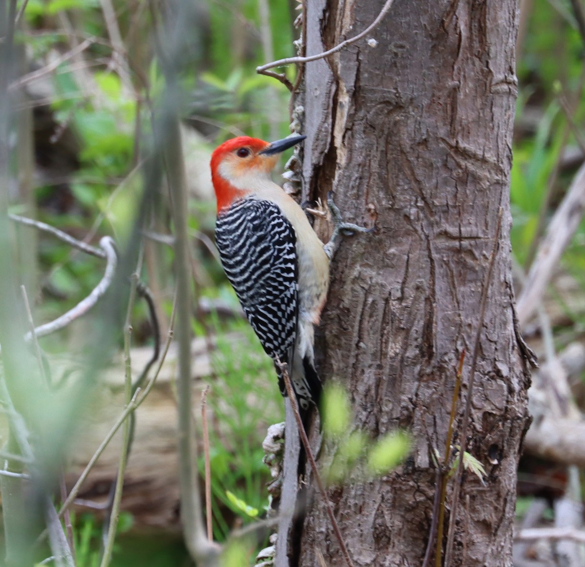 Red-bellied Woodpecker - Joe Woyma