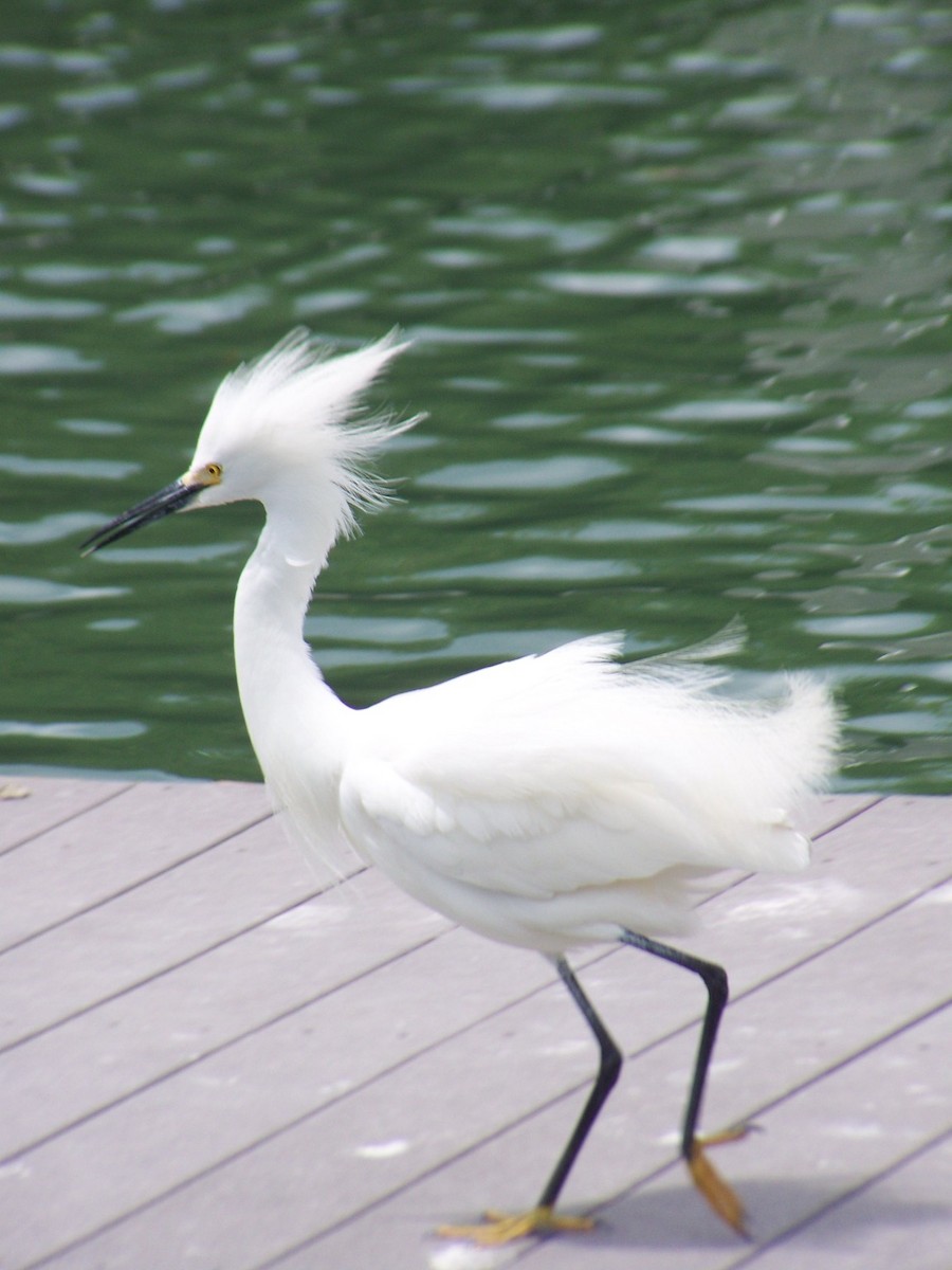 Snowy Egret - Sophia Haakman