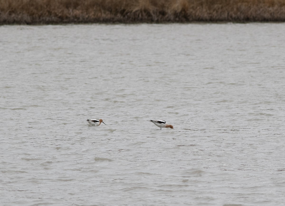 American Avocet - Alan Burger