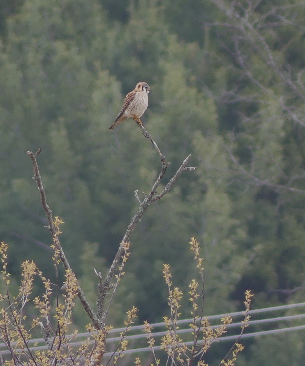 American Kestrel - claudine lafrance cohl