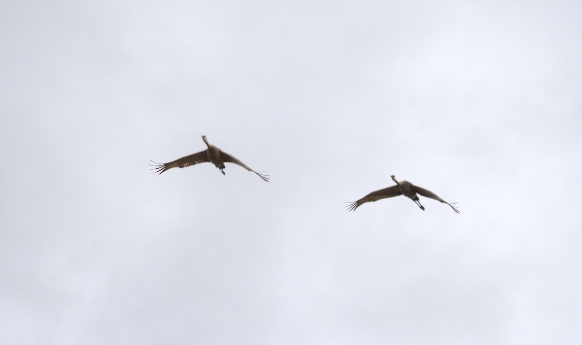 Sandhill Crane - Cindy & Gene Cunningham