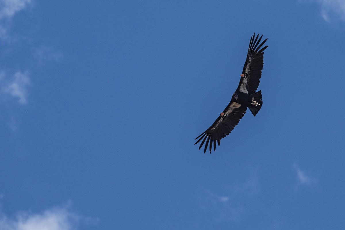 California Condor - ML618107532