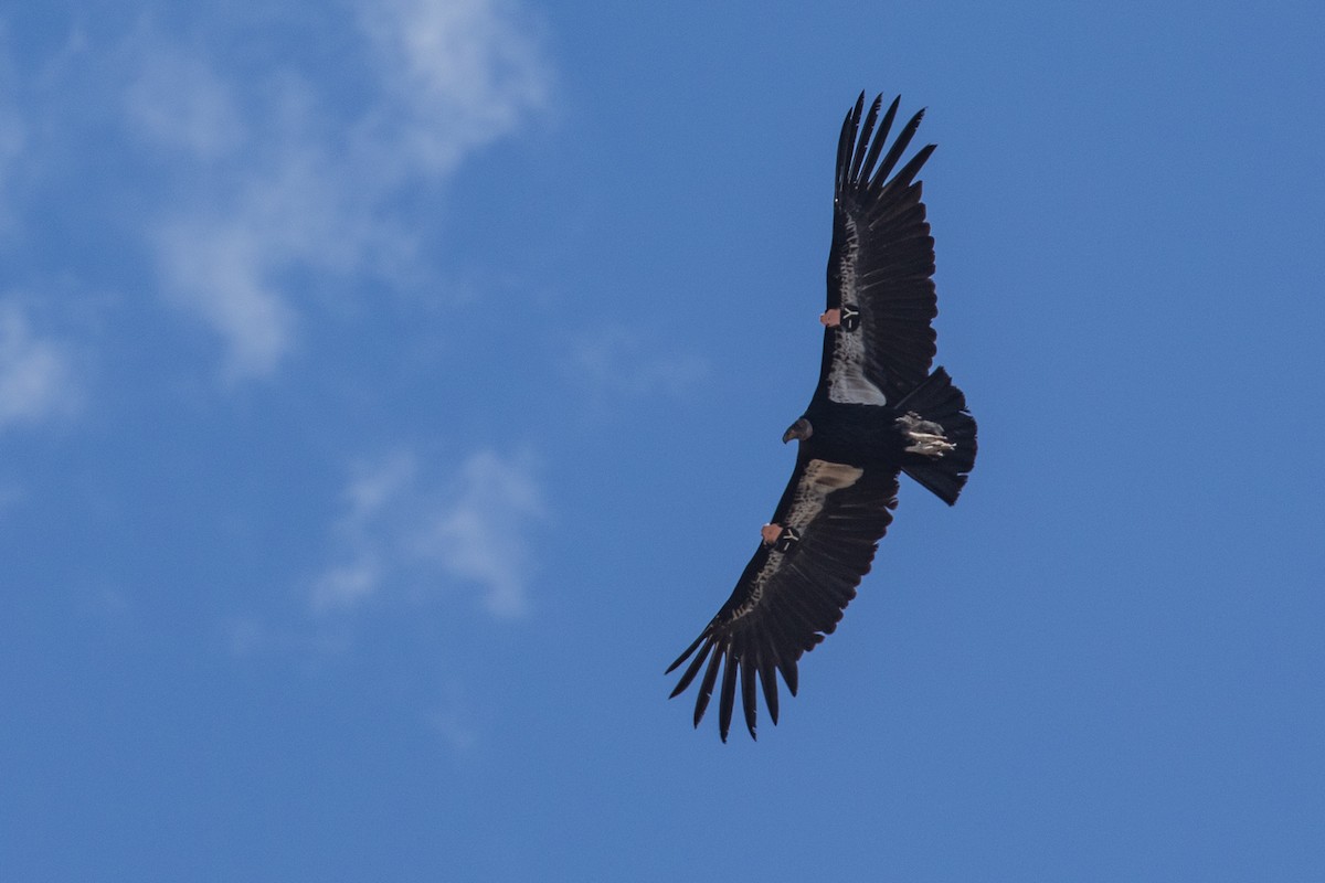 California Condor - ML618107533