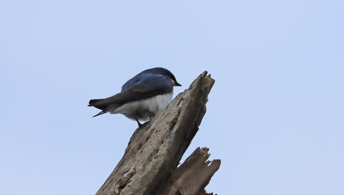 Tree Swallow - Joe Woyma