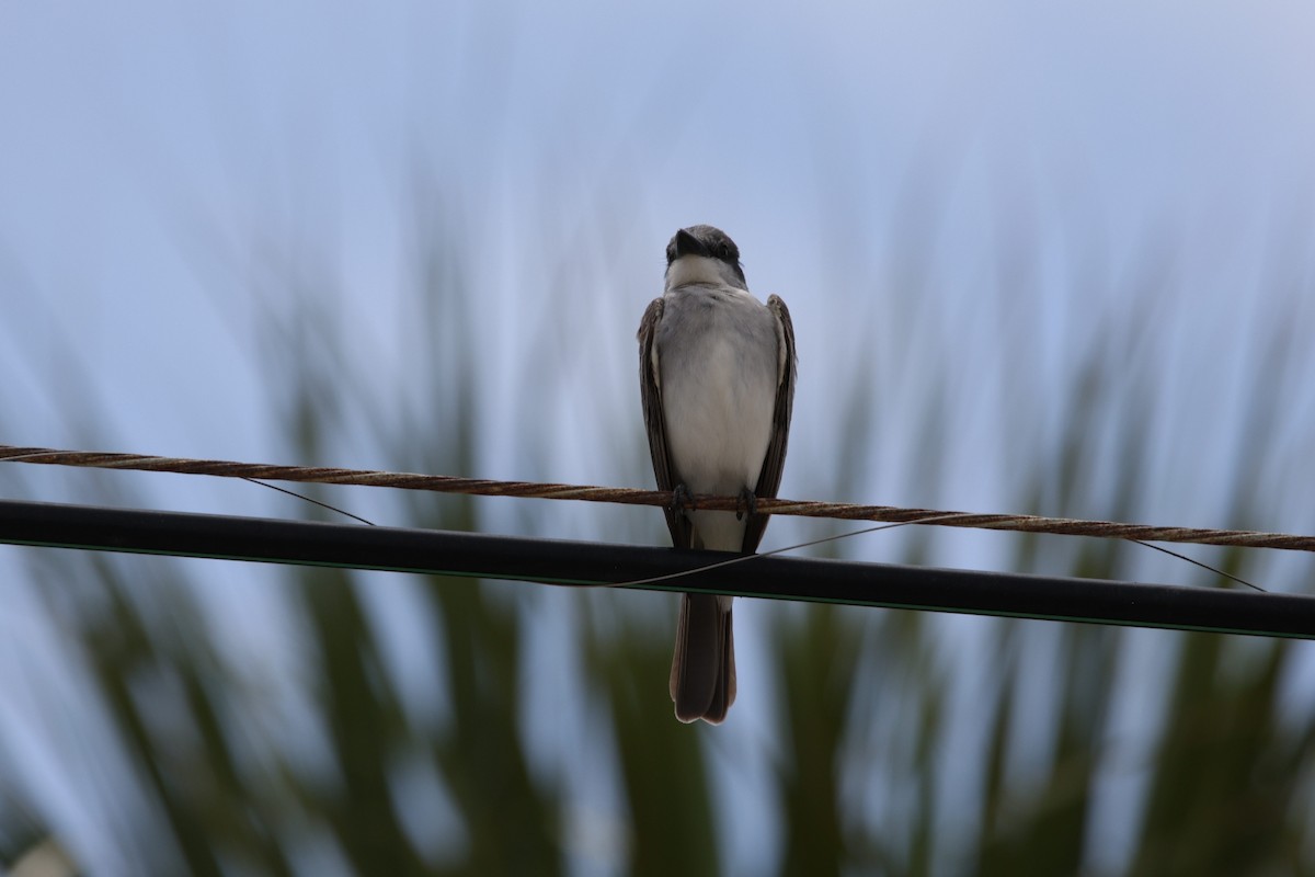 Gray Kingbird - Sophia Haakman