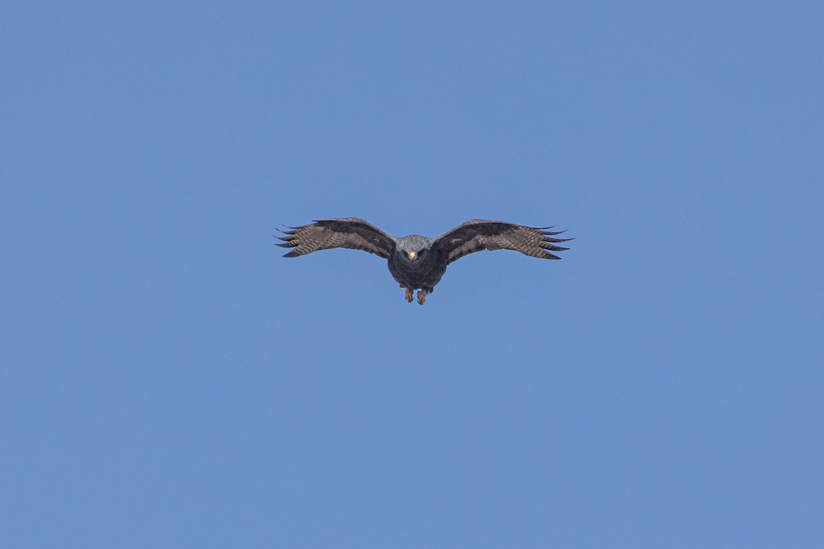 Zone-tailed Hawk - ML618107552