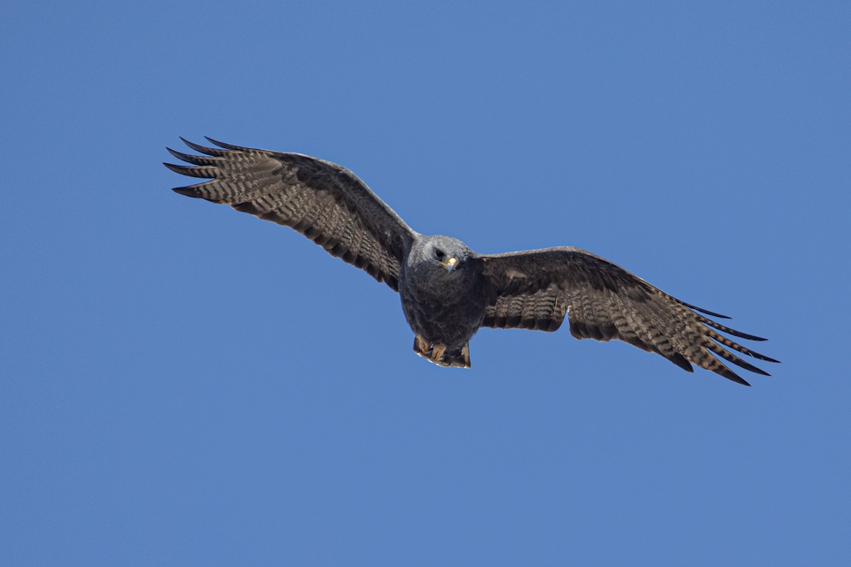 Zone-tailed Hawk - ML618107553