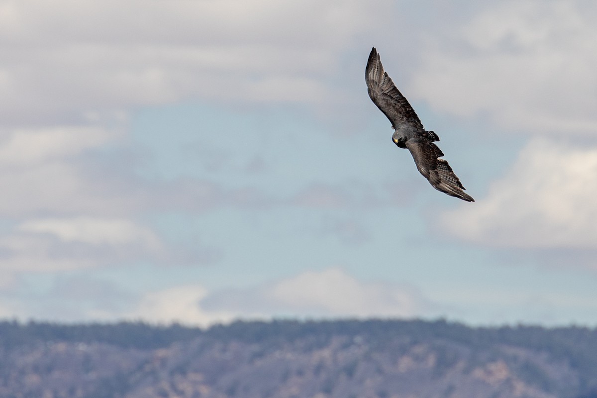 Zone-tailed Hawk - ML618107554