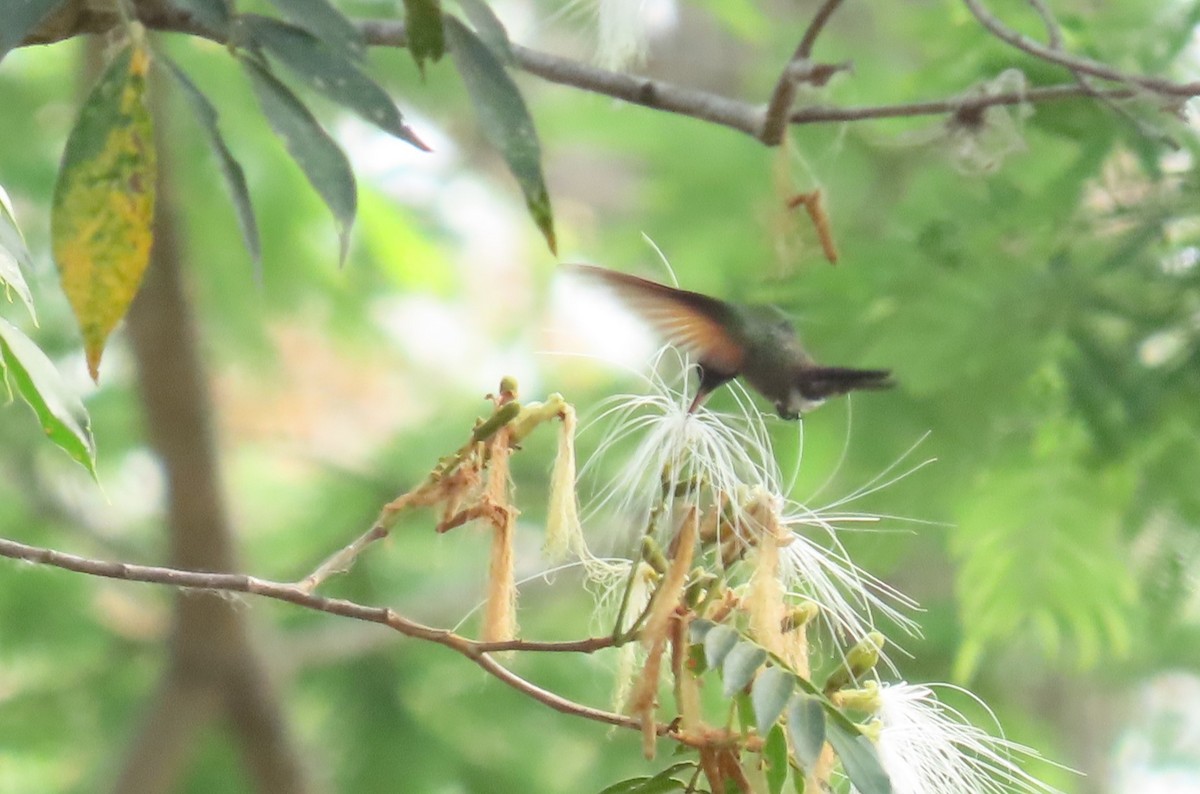 Blue-tailed Hummingbird - Oliver  Komar