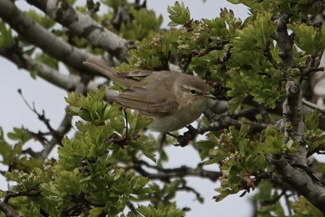 Common Chiffchaff - ML618107566