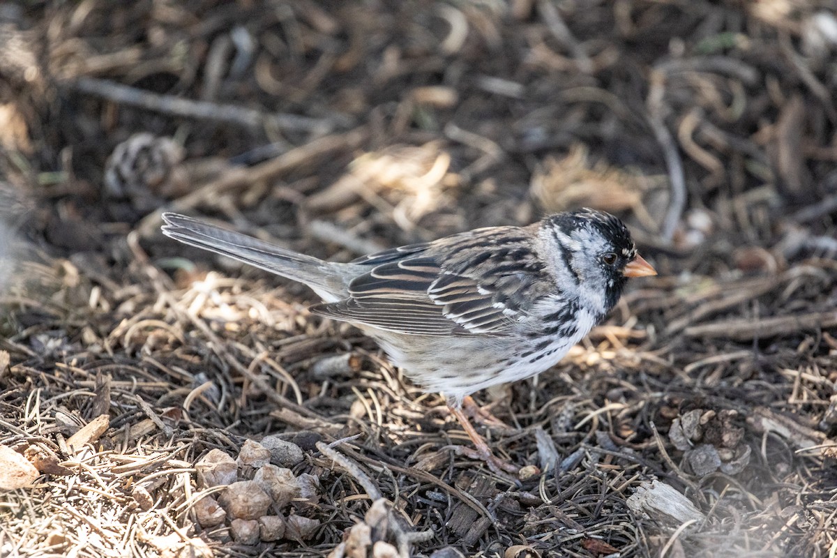 Harris's Sparrow - ML618107578