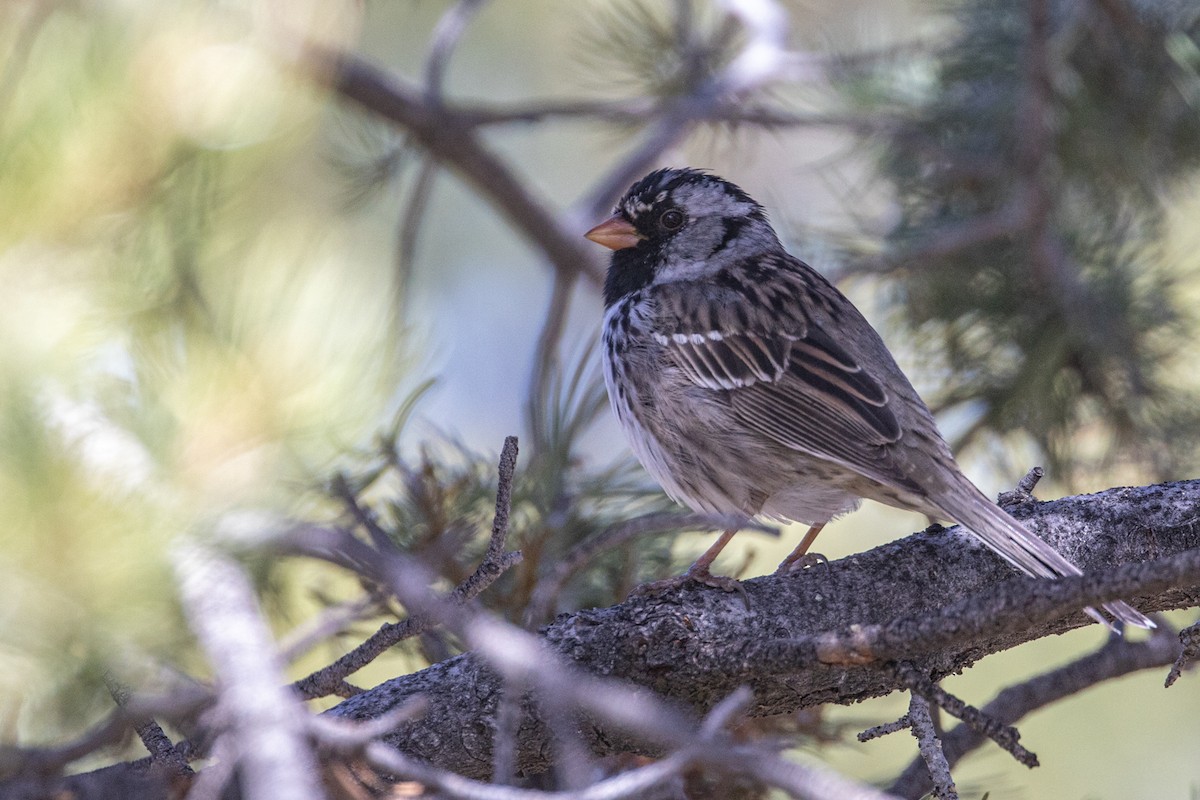 Harris's Sparrow - ML618107579