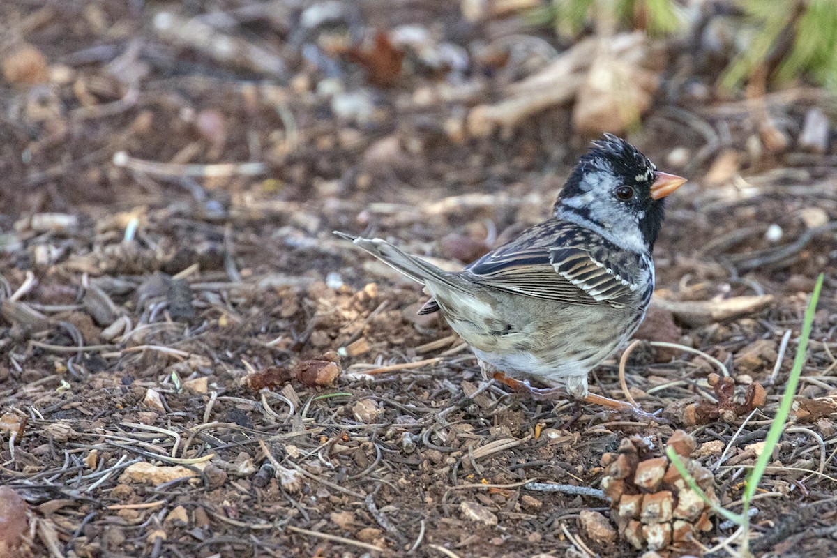 Harris's Sparrow - ML618107580